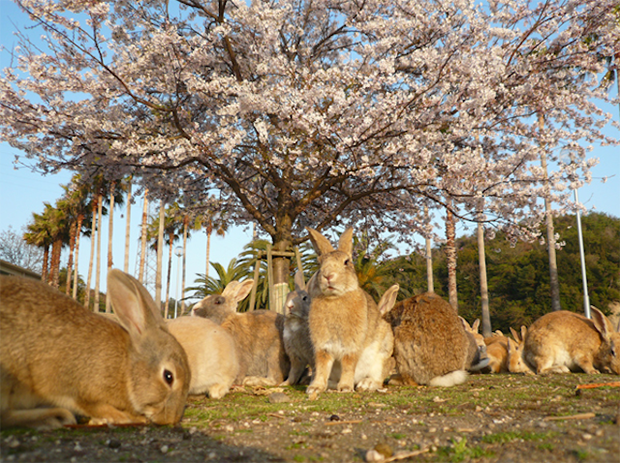 Okunoshima, la Isla de los Conejos…Cientos de conejos!