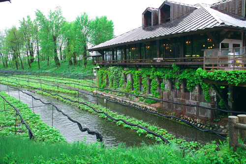 Daio Wasabi Farm