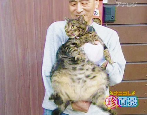 Especial lo más leido en la historia de JaponPop.com: Conoce a los Gatos más Gordos de Japón