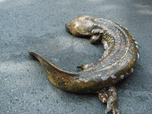 Especial lo más leido de la historia de JaponPop: Sansho Uo, la Salamandra “Dinosaurio”