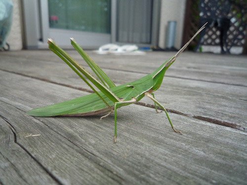 El saltamontes japonés "Kichikichikichitsu"