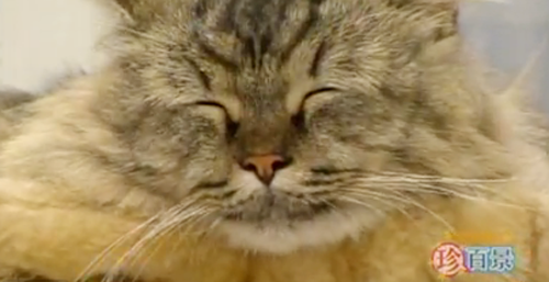 Tomato, el gato que sonríe