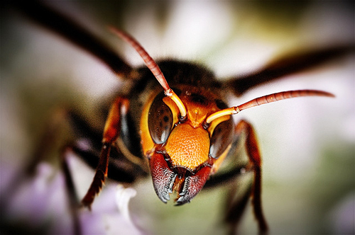 Especial lo más leido en la historia de JaponPop.com: La Avispa Gigante Asesina de Japón