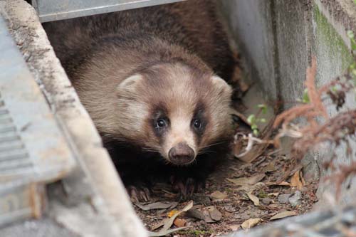 El Tejón Anakuma, el falso Tanuki