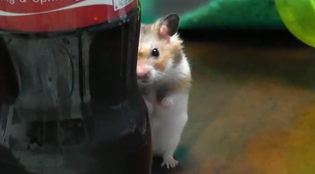 El hamster que nos vigila…El vídeo más visto en Japón