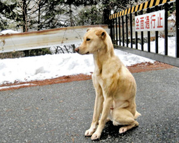 El nuevo Hachiko