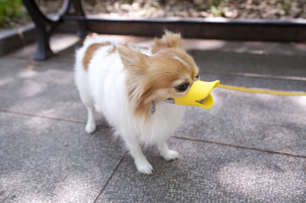 Lo último en Japón: Perros con picos de pato
