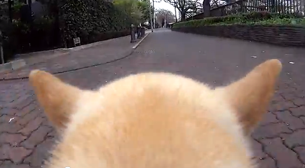 Lo último en Japón, vídeo cámaras para perros