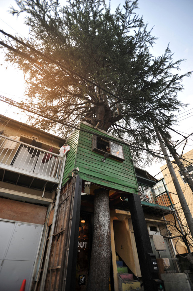 En pleno Tokyo, una Cafetería en un árbol 