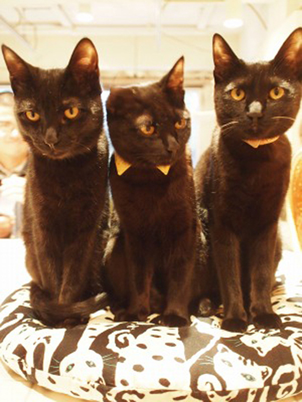 Una cafetería de gatos negros