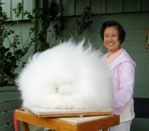 El conejo de Angora más peludo del mundo