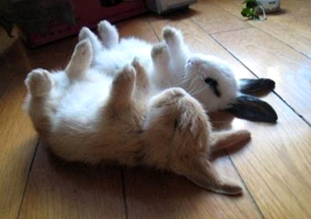 Lo último en Japón: Fotografiar conejos durmiendo