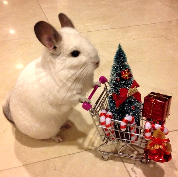 Bubu, la chinchilla más famosa en Japón