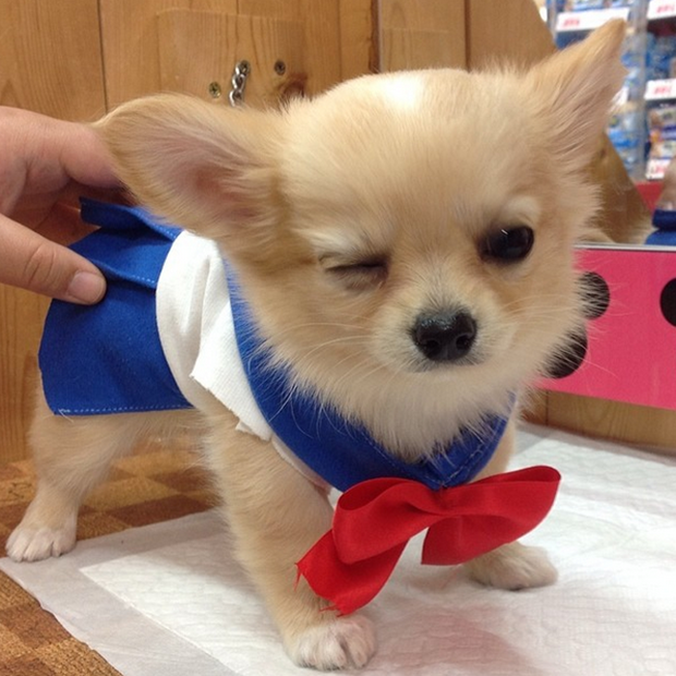 Cosplay de “Sailor Moon” para Chihuahuas