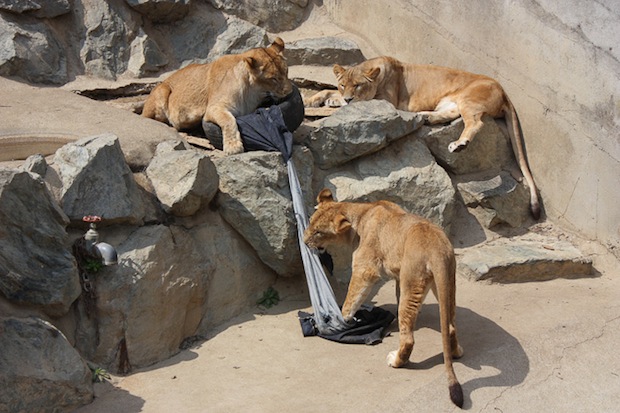 Jeans “diseñados” por los animales del Zoo